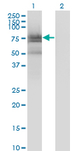 Western Blot analysis of BMX expression in transfected 293T cell line by BMX monoclonal antibody (M01), clone 3G3.Lane 1: BMX transfected lysate (Predicted MW: 78.011 KDa).Lane 2: Non-transfected lysate.