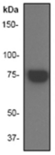 Western blot analysis on Hela cell lysate using anti-Etk/Bmx antibody, 1:500 dilution