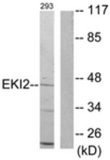 Western blot of extracts from 293 cells, using EKI2 Antibody. The lane on the right is treated with the synthesized peptide.
