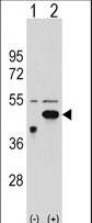 Western blot of ETNK2 (arrow) using rabbit polyclonal ETNK2 Antibody. 293 cell lysates (2 ug/lane) either nontransfected (Lane 1) or transiently transfected (Lane 2) with the ETNK2 gene.
