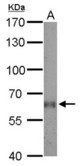 AGXT2L1 antibody detects AGXT2L1 protein by Western blot analysis. A. 50 ug mouse kidney lysate/extract. 7.5 % SDS-PAGE. AGXT2L1 antibody dilution:1:500