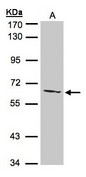 Sample (30 ug of whole cell lysate). A:293T. 7.5% SDS PAGE. AGXT2L1 antibody diluted at 1:500