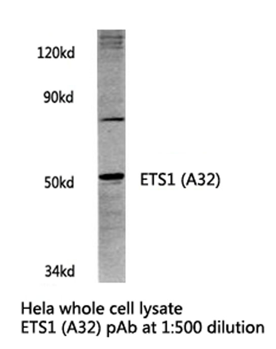 Western blot of ETS1 (A32) pAb in extracts from HeLa cells.