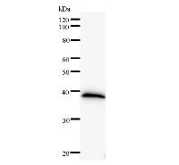 Western blot analysis of immunized recombinant protein, using anti-ETS1 monoclonal antibody.