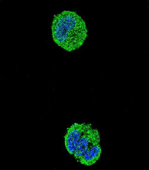 Confocal immunofluorescent of ETS1 Antibody with MCF-7 cell followed by Alexa Fluor 488-conjugated goat anti-rabbit lgG (green). DAPI was used to stain the cell nuclear (blue).