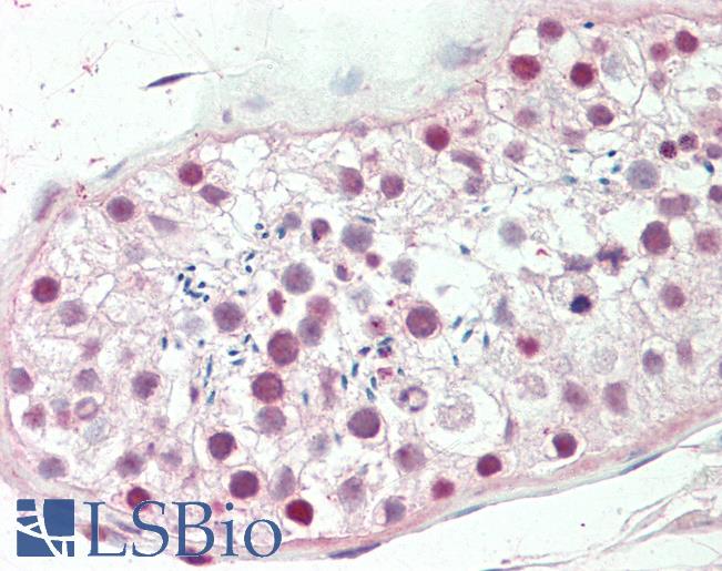 Anti-ETV5 / ERM antibody IHC staining of human testis. Immunohistochemistry of formalin-fixed, paraffin-embedded tissue after heat-induced antigen retrieval. Antibody LS-B10724 dilution 1:50.