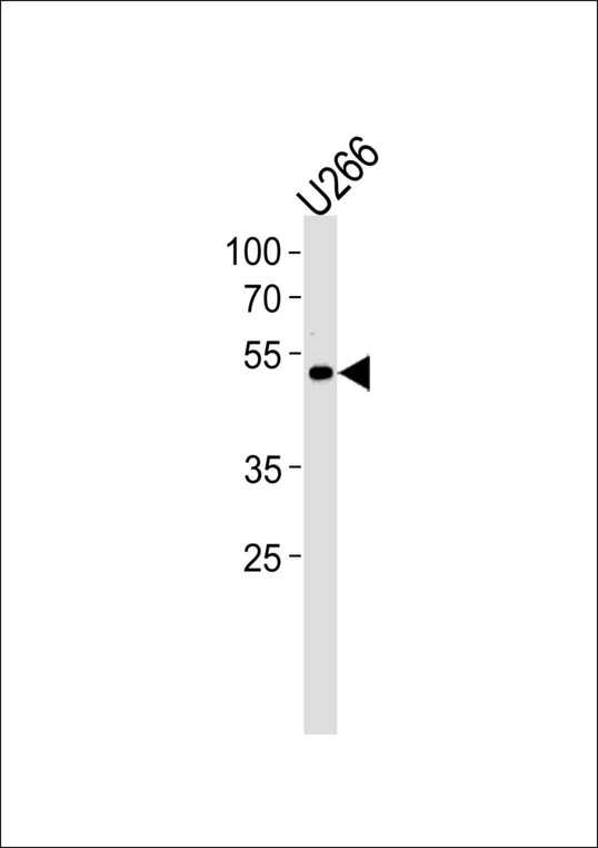 ETV6 Antibody western blot of U266 cell line lysates (35 ug/lane). The ETV6 antibody detected the ETV6 protein (arrow).