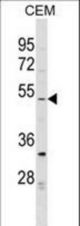 EVI2B Antibody western blot of CEM cell line lysates (35 ug/lane). The EVI2B antibody detected the EVI2B protein (arrow).