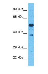 Western blot of EVI2B Antibody with human 293T Whole Cell lysate.