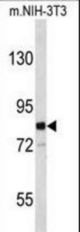 Western blot of EVI5 Antibody in mouse NIH-3T3 cell line lysates (35 ug/lane). EVI5 (arrow) was detected using the purified antibody.