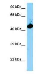 EVL antibody Western Blot of Mouse Stomach.