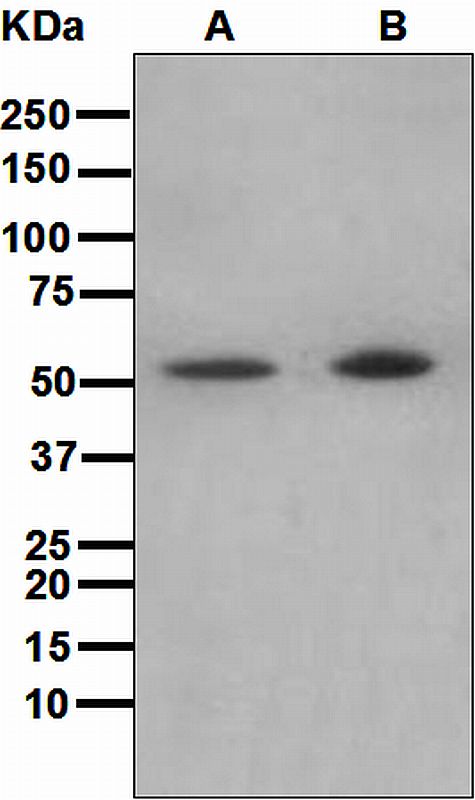 Western blot analysis on (A) Ramos and (B) Jurkat cell lysates using anti-EVL antibody.