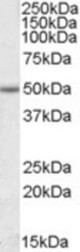 EVL antibody (1 ug/ml) staining of Jurkat lysate (35 ug protein/ml in RIPA buffer). Primary incubation was 1 hour. Detected by chemiluminescence.