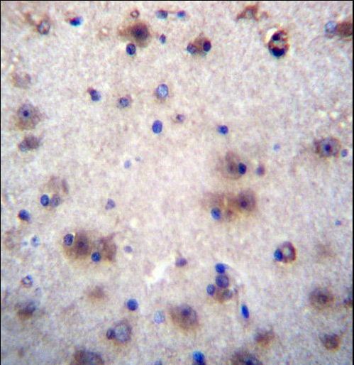 EVPLL Antibody immunohistochemistry of formalin-fixed and paraffin-embedded human brain tissue followed by peroxidase-conjugated secondary antibody and DAB staining.