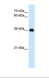 Drosophila cell lysate. Antibody concentration: 0.25 ug/ml. Gel concentration: 12%.