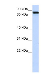EWSR1 antibody LS-C110562 Western blot of HepG2 cell lysate.
