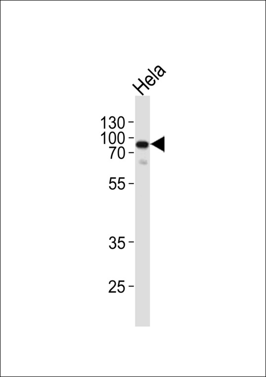 EWSR1 Antibody western blot of HeLa cell line lysates (35 ug/lane). The EWSR1 antibody detected the EWSR1 protein (arrow).