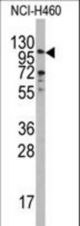 Western blot of anti-EXO1 Antibody in NCI-H460 cell line lysates (35 ug/lane). EXO1 (arrow) was detected using the purified antibody.