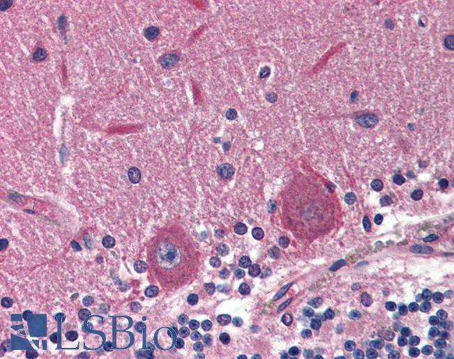 Anti-EXOC4 / SEC8 antibody IHC of human brain, cerebellum. Immunohistochemistry of formalin-fixed, paraffin-embedded tissue after heat-induced antigen retrieval. Antibody LS-B2987 concentration 5 ug/ml.