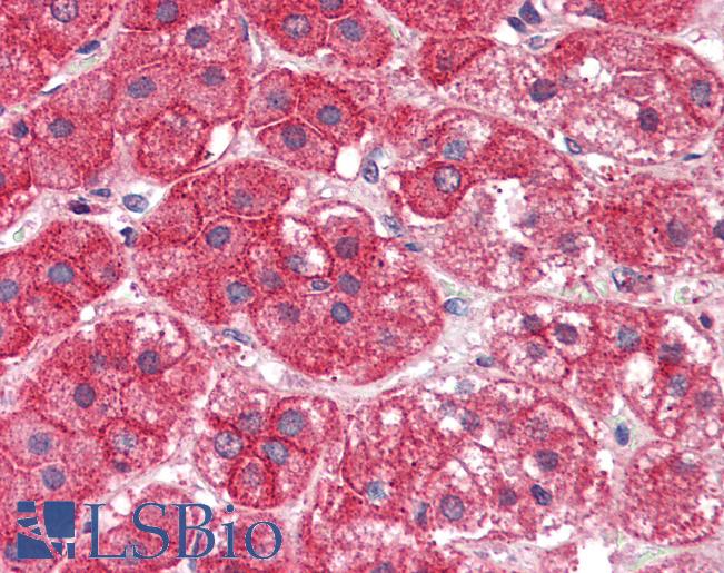 Anti-EXOC7 antibody IHC of human adrenal. Immunohistochemistry of formalin-fixed, paraffin-embedded tissue after heat-induced antigen retrieval. Antibody LS-B2297 concentration 5 ug/ml.
