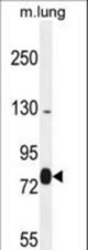 EXOC8 Antibody western blot of mouse lung tissue lysates (35 ug/lane). The EXOC8 antibody detected the EXOC8 protein (arrow).