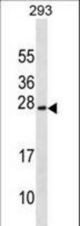 EXOSC1 Antibody western blot of 293 cell line lysates (35 ug/lane). The EXOSC1 Antibody detected the EXOSC1 protein (arrow).