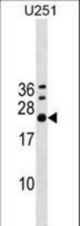 EXOSC4 Antibody western blot of U251 cell line lysates (35 ug/lane). The EXOSC4 antibody detected the EXOSC4 protein (arrow).