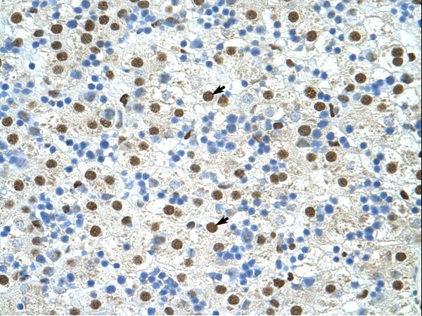 EXOSC4 antibody LS-C30654 was used in IHC to stain formalin-fixed, paraffin-embedded human liver.