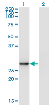 Western blot of EXOSC5 expression in transfected 293T cell line by EXOSC5 monoclonal antibody (M05), clone 1E11.