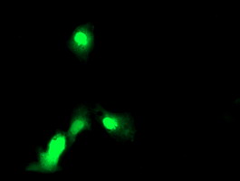 Anti-EXOSC7 mouse monoclonal antibody immunofluorescent staining of COS7 cells transiently transfected by pCMV6-ENTRY EXOSC7.