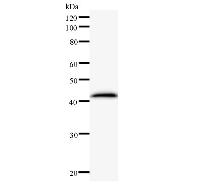 Western blot analysis of immunized recombinant protein, using anti-EXOSC9 monoclonal antibody.