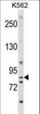 EXT1 Antibody western blot of K562 cell line lysates (35 ug/lane). The EXT1 antibody detected the EXT1 protein (arrow).