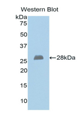 Western blot of recombinant EXT1.