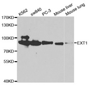 Western blot analysis of extracts of various cell lines, using EXT1 antibody.