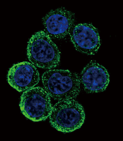 Confocal immunofluorescent of EXT2 Antibody with HeLa cell followed by Alexa Fluor 488-conjugated goat anti-rabbit lgG (green). DAPI was used to stain the cell nuclear (blue).