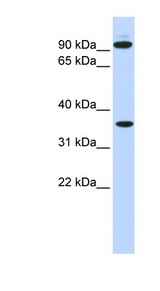 EXT2 antibody LS-C102086 Western blot of 721_B cell lysate.