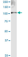 EXT2 monoclonal antibody (M01), clone 3G6. Western Blot analysis of EXT2 expression in human spleen.