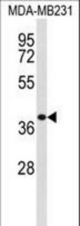 Western blot of EXTL2 Antibody in MDA-MB231 cell line lysates (35 ug/lane). EXTL2 (arrow) was detected using the purified antibody;
