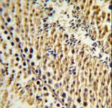 EXTL3 Antibody IHC of formalin-fixed and paraffin-embedded testis tissue followed by peroxidase-conjugated secondary antibody and DAB staining.