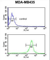 EXTL3 Antibody flow cytometry of MDA-MB435 cells (bottom histogram) compared to a negative control cell (top histogram). FITC-conjugated goat-anti-rabbit secondary antibodies were used for the analysis.