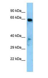 EYA1 antibody Western Blot of Mouse Heart.