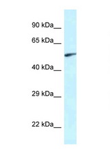 EYA2 antibody LS-C145429 Western blot of Rat Muscle lysate. Antibody concentration 1 ug/ml.
