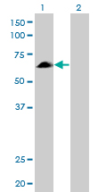 Western Blot analysis of EYA2 expression in transfected 293T cell line by EYA2 monoclonal antibody (M04), clone 2F8.Lane 1: EYA2 transfected lysate(59.2 KDa).Lane 2: Non-transfected lysate.
