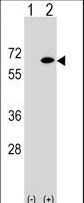 Western blot of EYA2 (arrow) using rabbit polyclonal EYA2 Antibody. 293 cell lysates (2 ug/lane) either nontransfected (Lane 1) or transiently transfected (Lane 2) with the EYA2 gene.