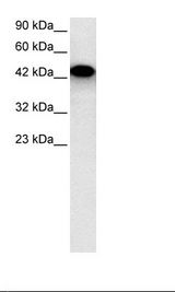HepG2 Cell Lysate
