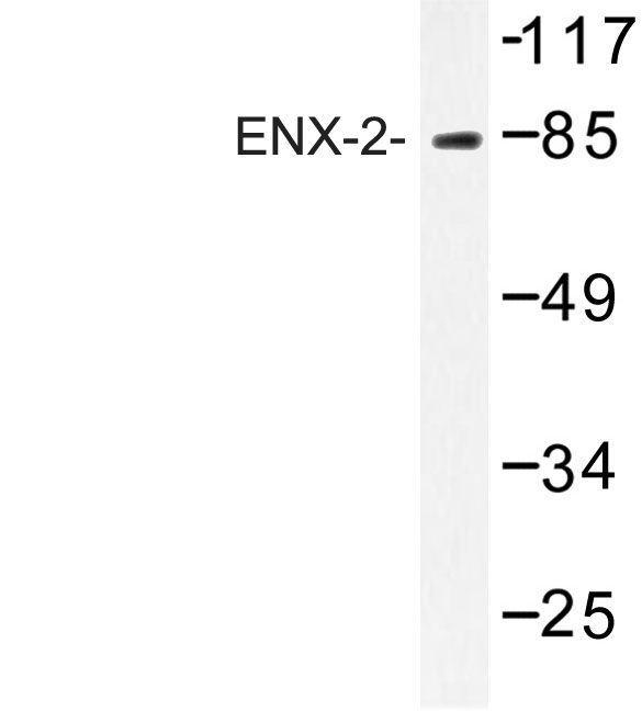 Western blot of ENX-2 (E192) pAb in extracts from HT-29 cells.