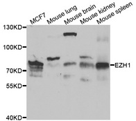 Western blot analysis of extracts of various cell lines, using EZH1 antibody.