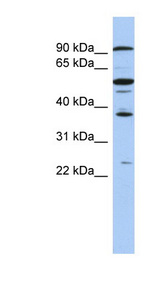 EZH1 antibody LS-B6614 Western blot of COLO205 cell lysate.