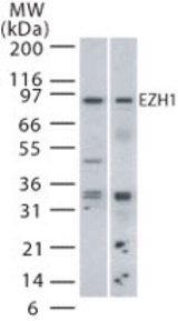 Western blot detection of EZH1 in mouse (lane 1) and human (lane 2) spleen lysate using antibody at 2 ug/ml.