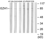 Western blot of extracts from HT-29/LOVO/A549/NIH-3T3/RAW264.7/COS7 cells, using EZH1 Antibody. The lane on the right is treated with the synthesized peptide.
